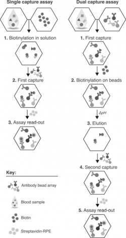 dual capture assay.png